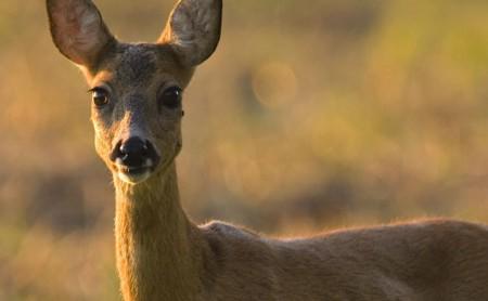Was macht ein Reh in der Yachtrevue? Roland Duller kennt die Antwort ¿