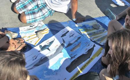 Bei diversen Workshops wurde den Mirno-More-Kindern der Umweltschutz und dessen Bedeutung für die Meere näher gebracht