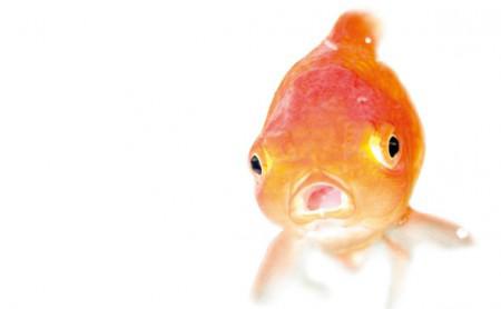 Goldfisch statt Goldfeder: JDM wurde in ein Aquarium übersiedelt