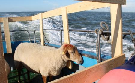 Mensch und Tier überstanden die Schleppreise unbeschadet