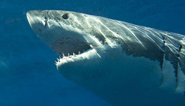 Haie haben in der Adria inzwischen Seltenheitswert