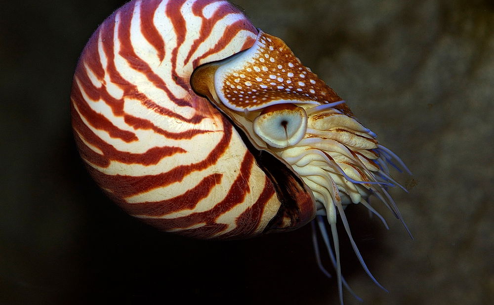 Vorbild Nautilus | YACHTREVUE.at