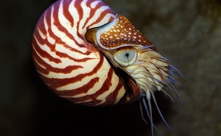 Vorbild Nautilus